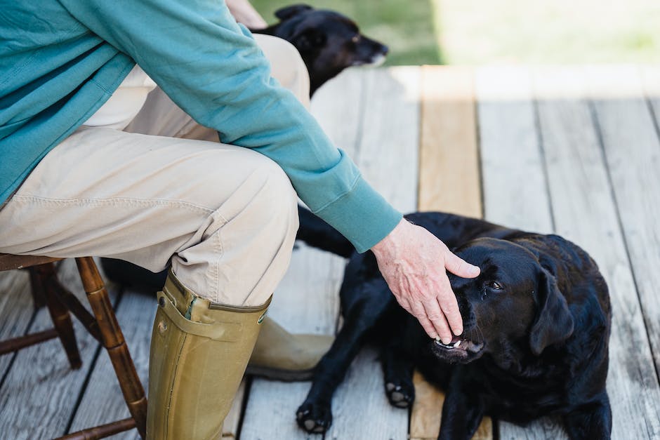 how hollywood treated animal actors