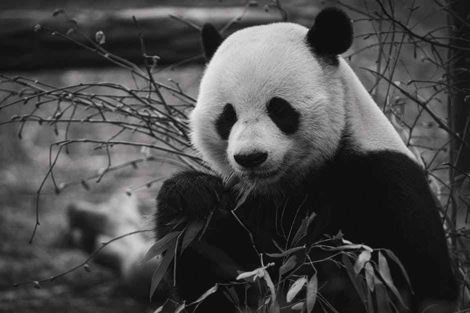 how much is los angeles zoo tickets