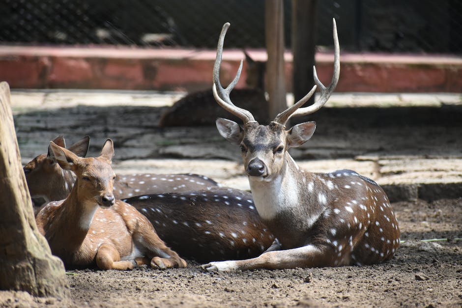 how much is parking at the los angeles zoo